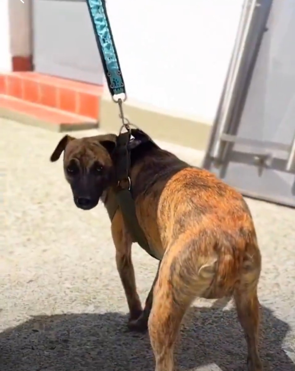 “Bizcocho”, el perrito maltratado por Fernando Oviedo, sigue su recuperación y tendrá un nuevo hogar lleno de amor