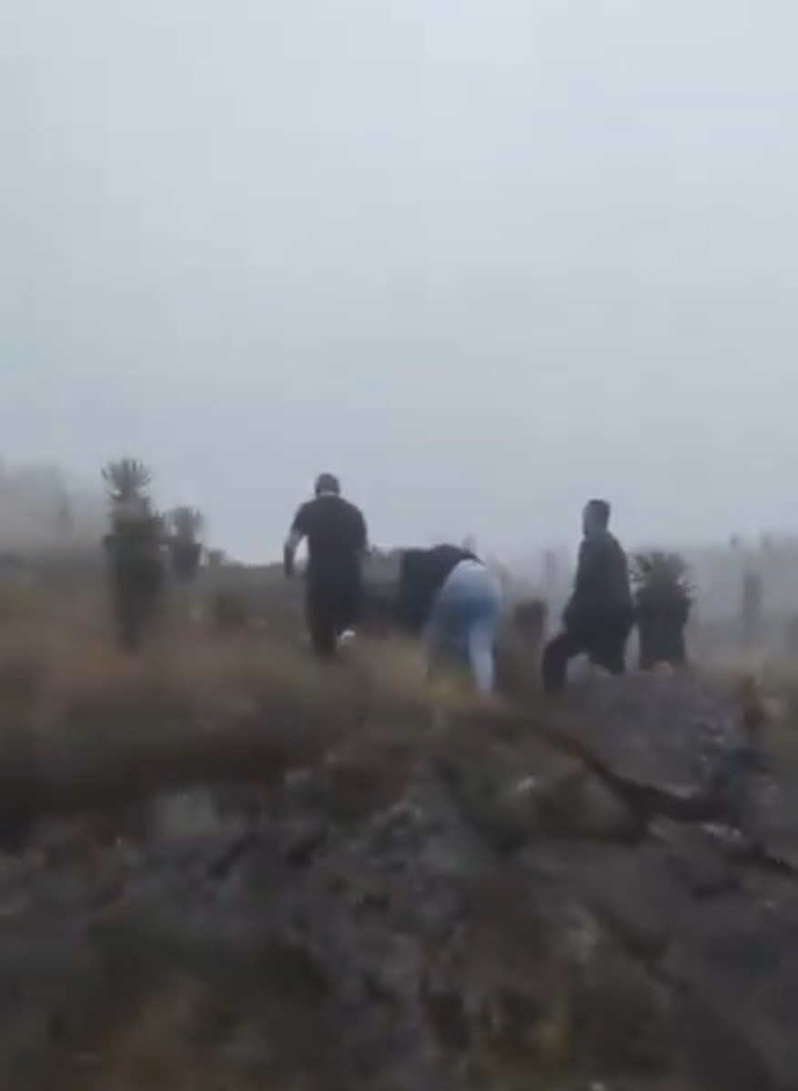 Turismo irresponsable estaría destruyendo frailejones en el Parque Nacional Los Nevados