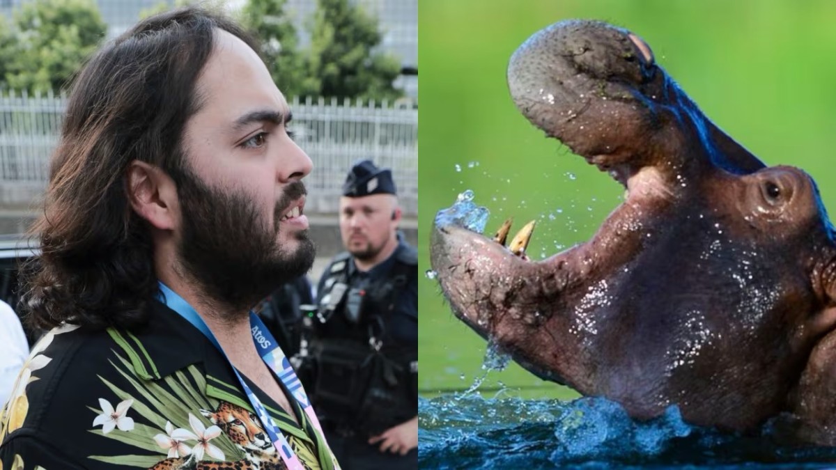 ¡MILLONARIO QUIERE SALVAR LOS HIPOPÓTAMOS DE ESCOBAR! PROPONE LLEVÁRSELOS DE COLOMBIA Y FRENA LA EUTANASIA